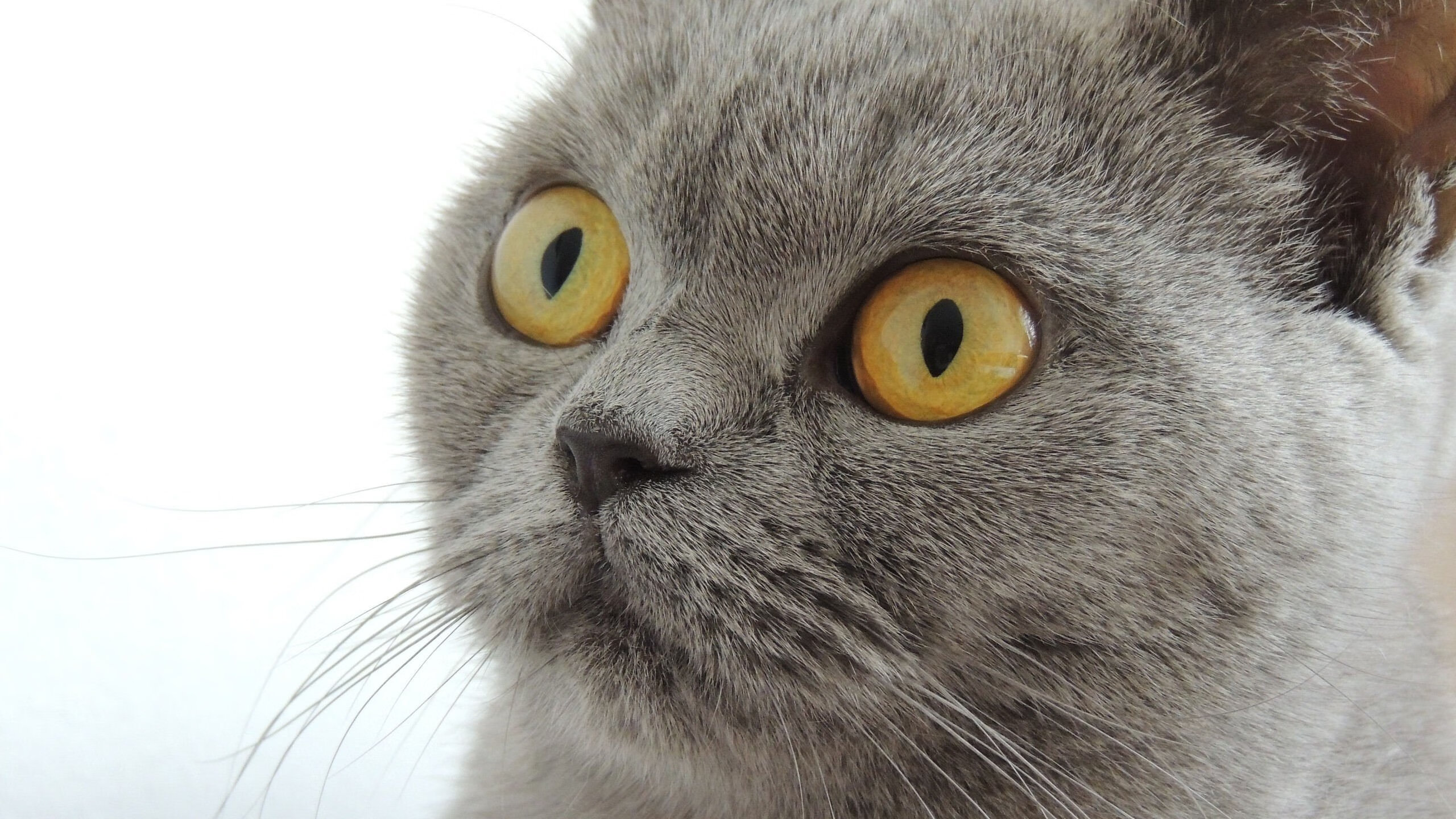 爱游戏电竞同步-伊朗男足在巴黎奥运会上表现出色，赢得奖牌，伊朗 男足