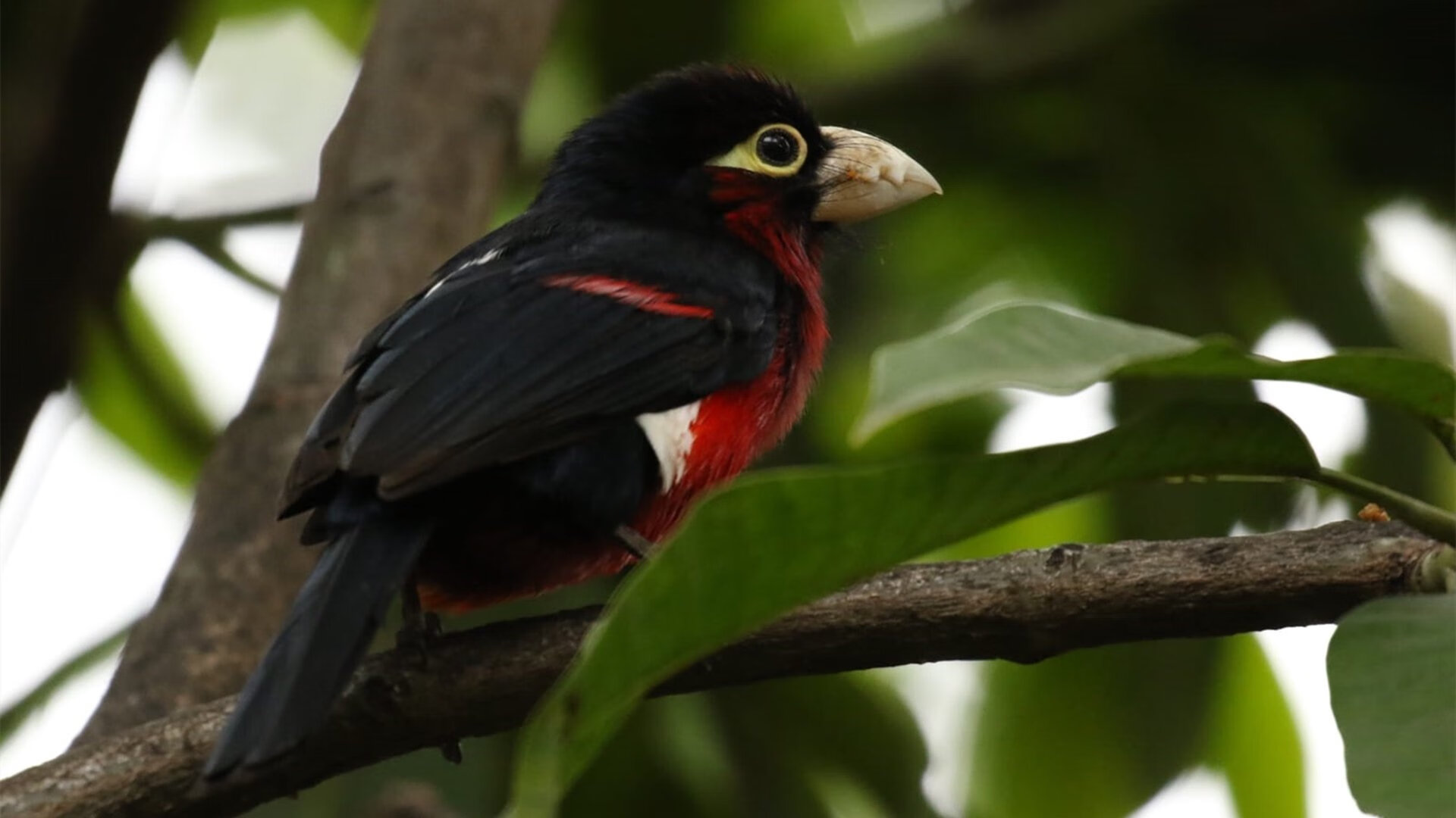 ayx爱游戏官网-台球运动在海外的发展现状，台球运动在海外的发展现状分析